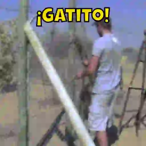 Gatos 4 5