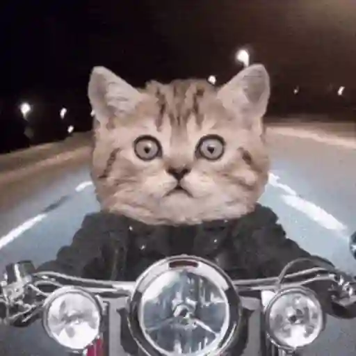 Gatos 4 6
