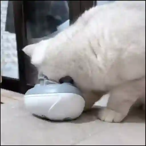 Gatos 4 8