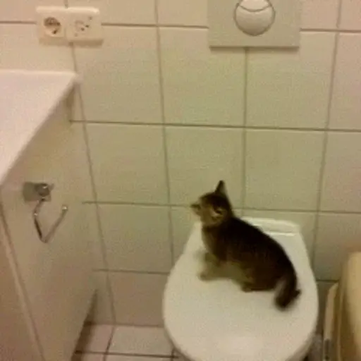 Gatos 4 11