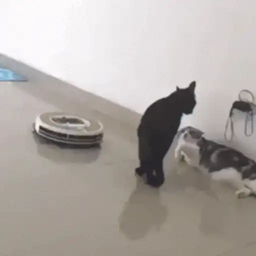 Gatos 4 12