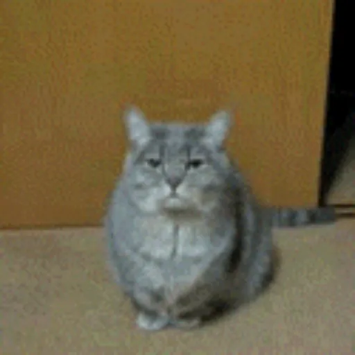 Gatos 4 13