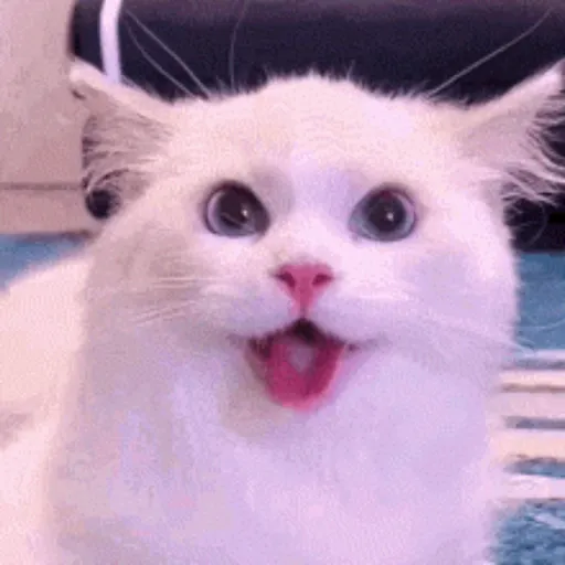 Gatos 4 14