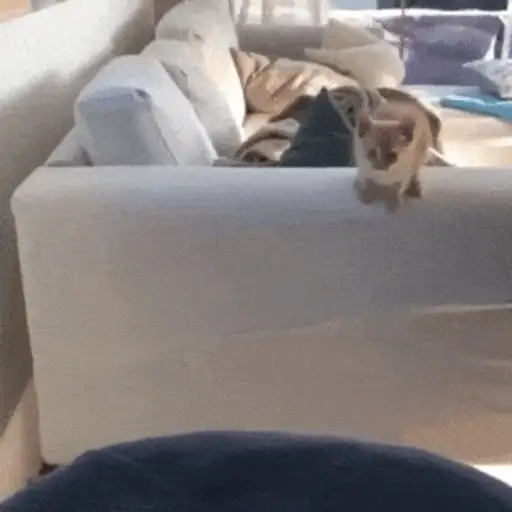 Gatos 4 15