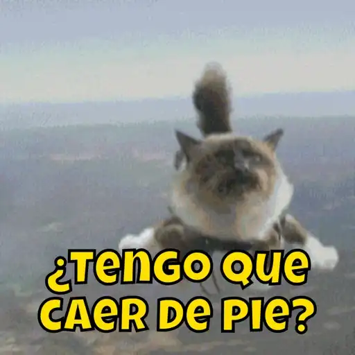 Gatos 4 16