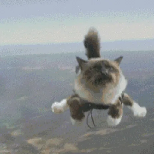 Gatos 4 17