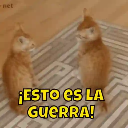 Gatos 4 18