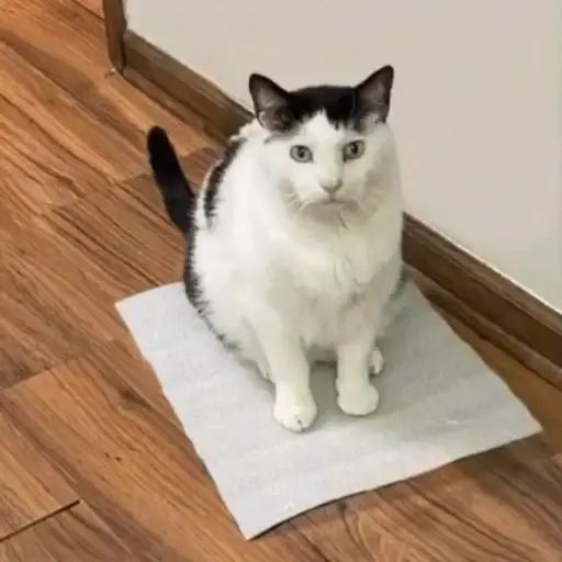 Gatos 4 19