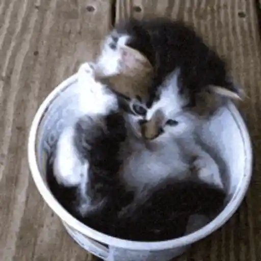Gatos 4 20