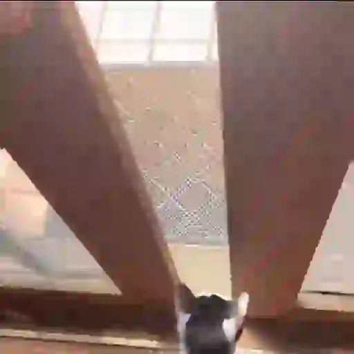 Gatos 4 21