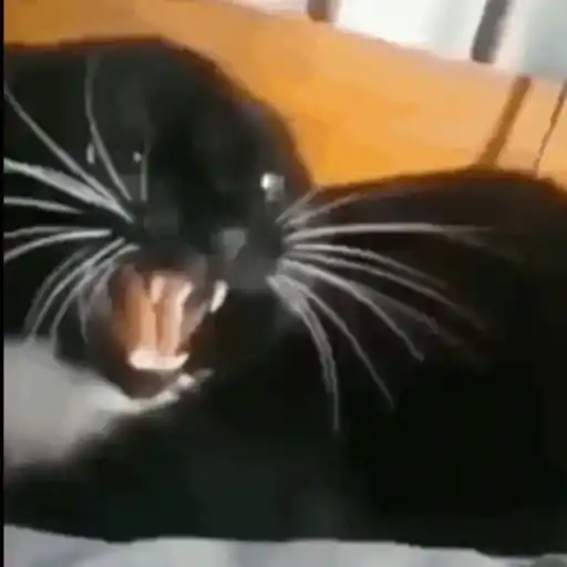 Gatos 4 22