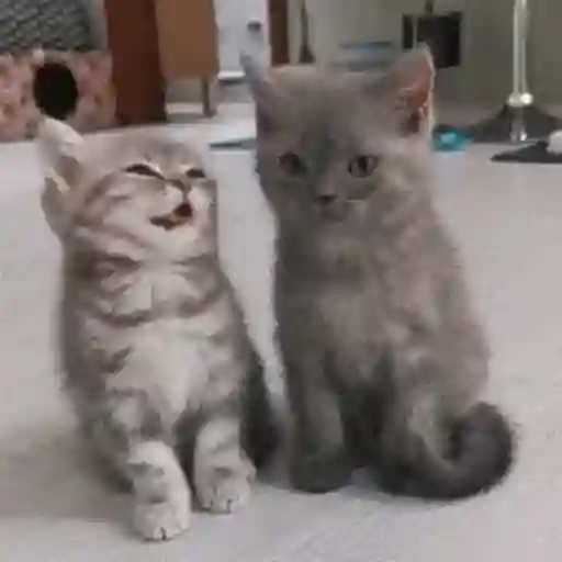 Gatos 4 24