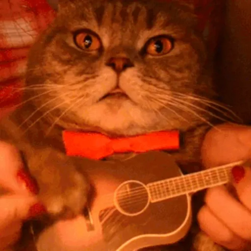 Gatos 4 26