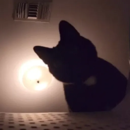 Gatos 4 28
