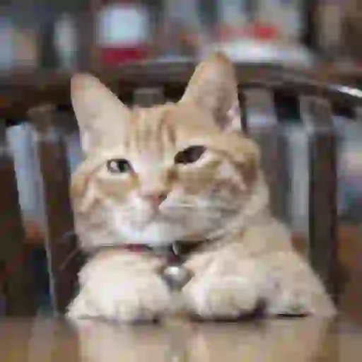 Gatos 4 29