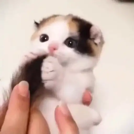 Gatos 4 30
