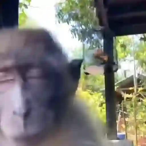 Маленькие обезьянки 😂😂😂 7