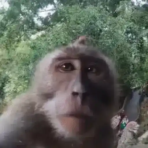 Маленькие обезьянки 😂😂😂 10