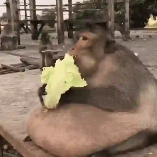 Маленькие обезьянки 😂😂😂 14