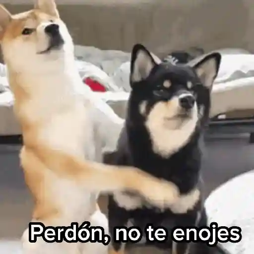 Perdón, no te enojes