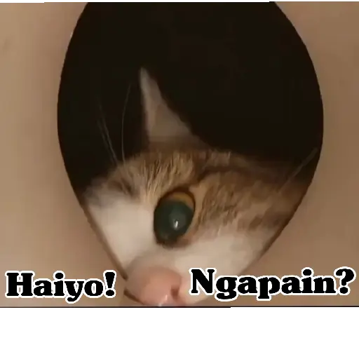 Cute cat2 13
