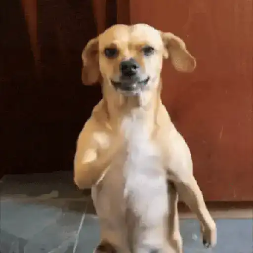 GIF L 001 11