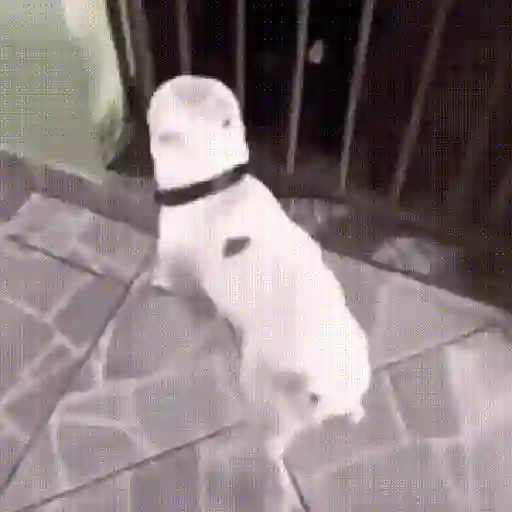 GIF L 001 12