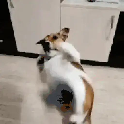GIF L 001 14