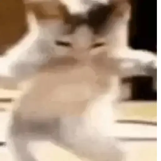 Cats AMV Pack 1/5 5