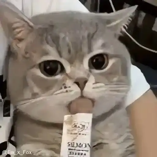 Cats AMV Pack 1/5 7