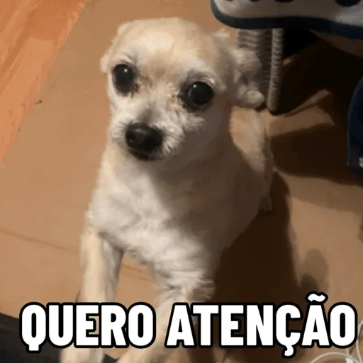 Doguinhos fofos 7
