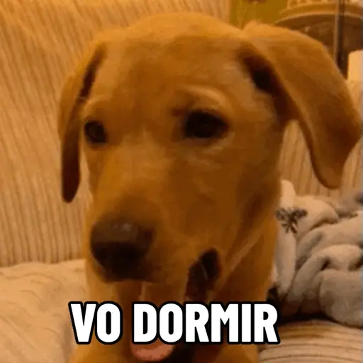 Doguinhos fofos 12