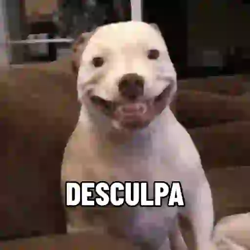 Doguinhos fofos 14