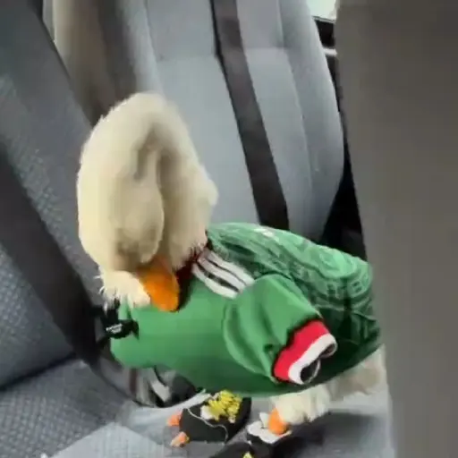 Merlin Pato del mundial 🦆⚽️ 7