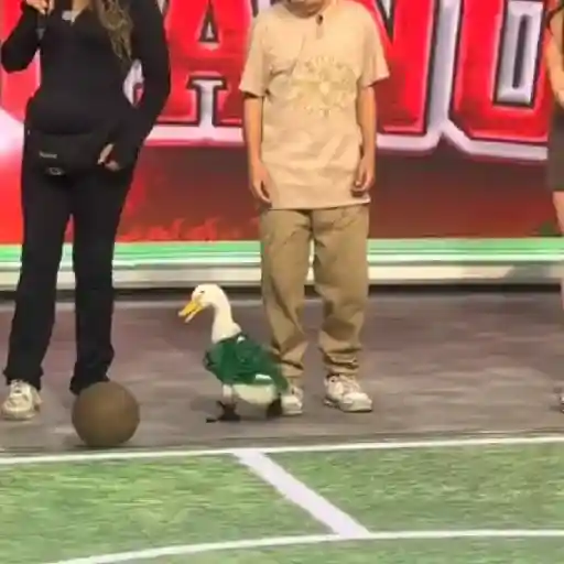 Merlin Pato del mundial 🦆⚽️ 12