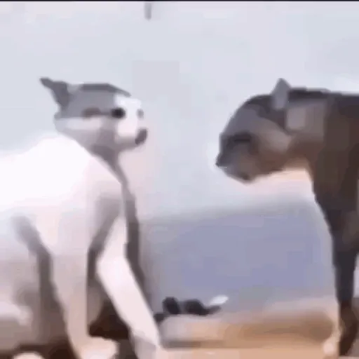 Gifs foda 19