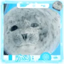 Foca adorável 🦭 6