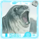 Foca adorável 🦭 8