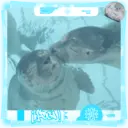 Foca adorável 🦭 16