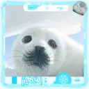 Foca adorável 🦭 22