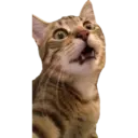 Gatos reaccion meme 🙈 8