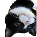 Gatos reaccion meme 🙈 10
