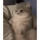 Kucing 4 2