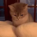 Kucing 4 4