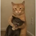 Kucing 4 5