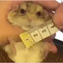 Hamster 1