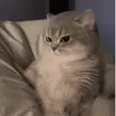 𑄹     ׅ   cats 🐾 5