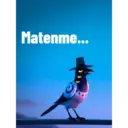Bird K-pop 6