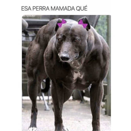 Randomx3 23