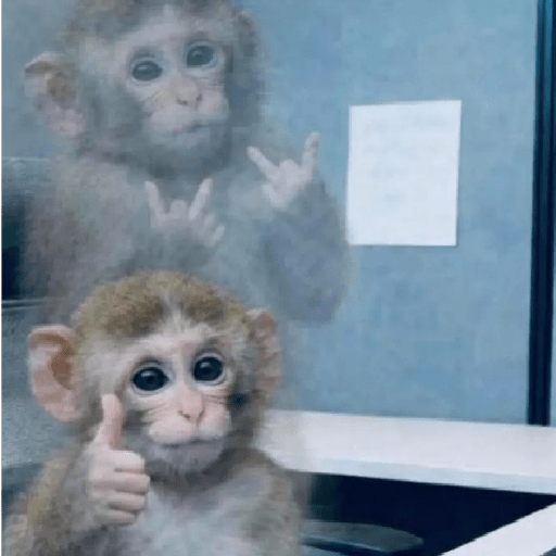Macaquinhos 🦧🐒 5